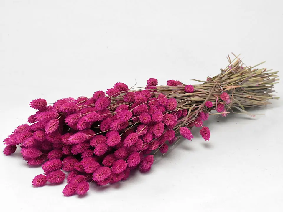 Bouquet Phalaris Fuchsia 70 cm