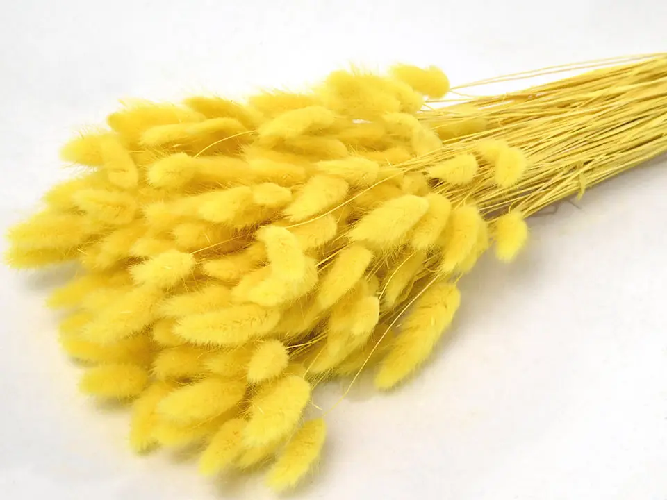 Bouquet Lagurus Jaune 65 cm