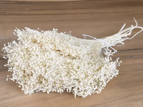 Bouquet Broom bloom Blanchi 100 g
