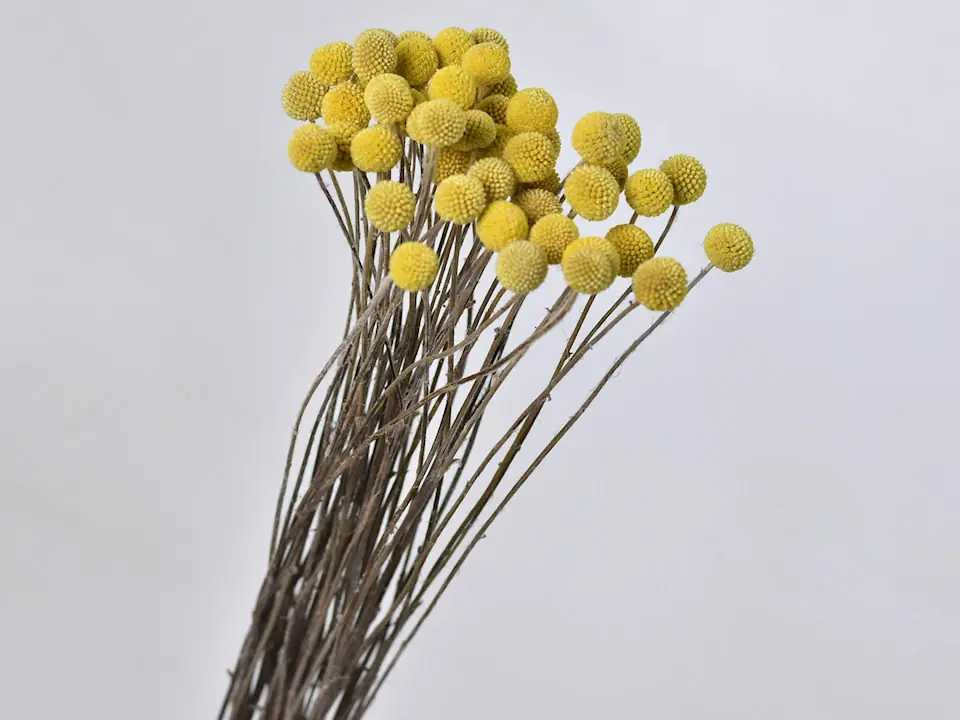 Craspedia Jaune, par tige · lot de 10