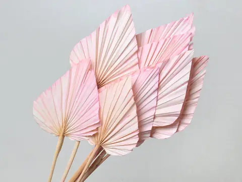 Palme lance Rose Pastel 40-55 cm · lot de 5