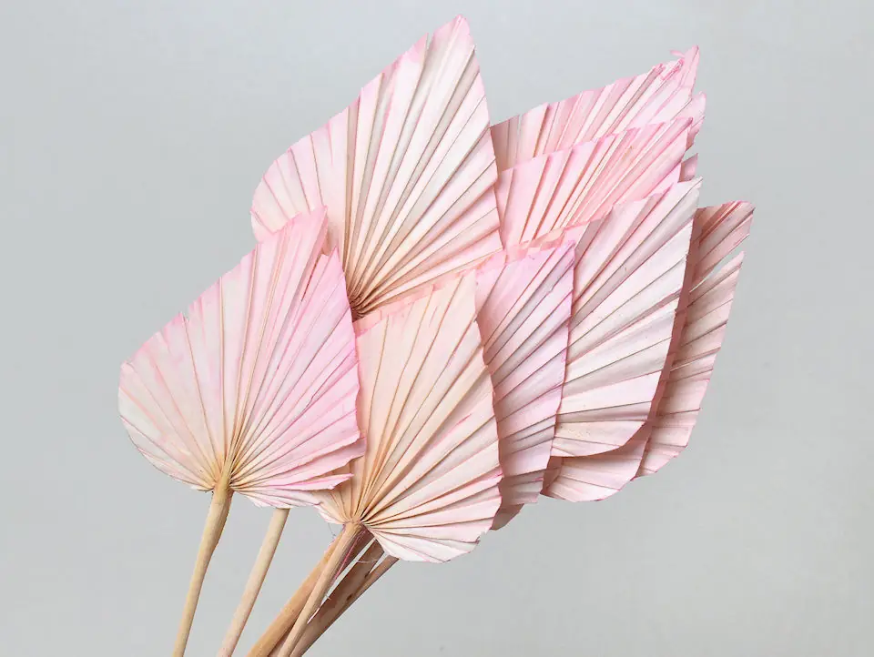Palme lance Rose Pastel 40-55 cm · lot de 5