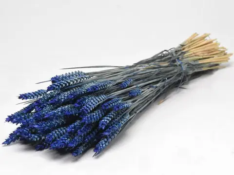 Bouquet Triticum Bleu (blé) 70 cm