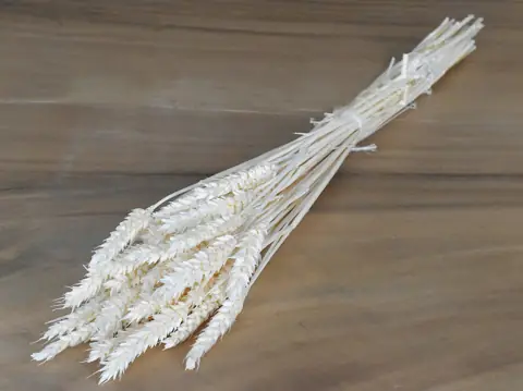 Bouquet Triticum Blanchi (blé) 70 cm