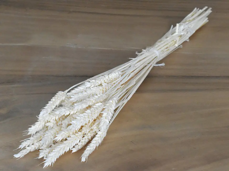 Bouquet Triticum Blanchi (blé) 70 cm