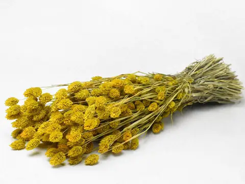 Bouquet Phalaris Jaune 70 cm