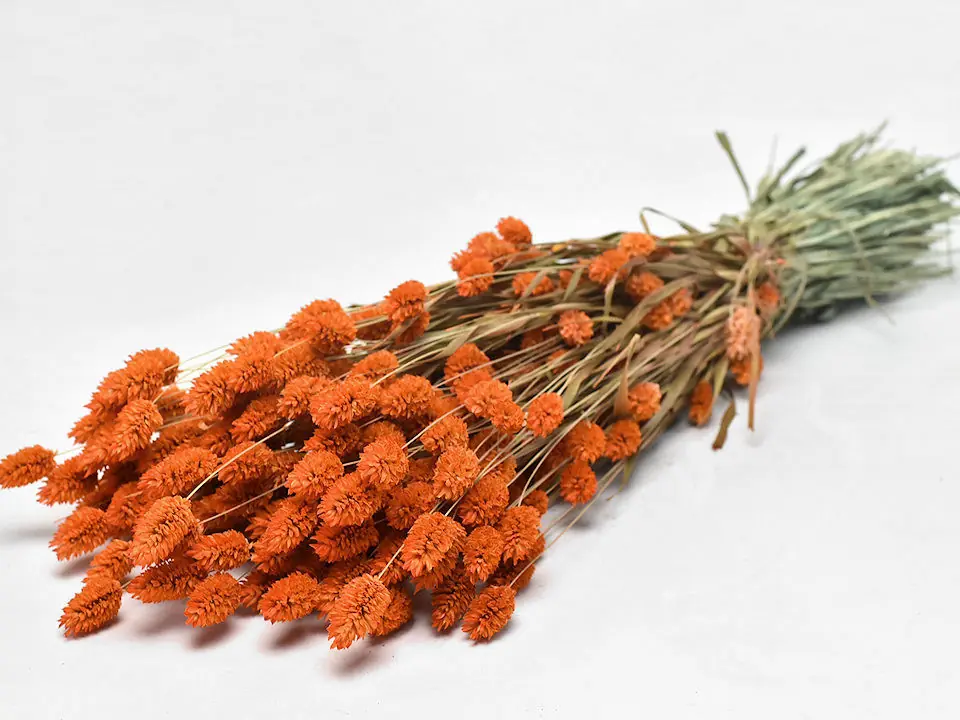 Bouquet Phalaris Orange 70 cm
