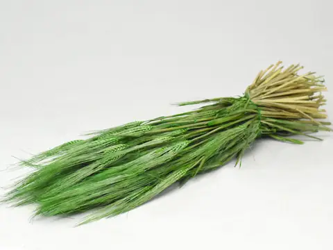 Bouquet Orge Vert 70 cm