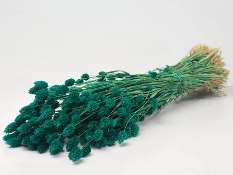 Bouquet Phalaris Vert Émeraude 70 cm