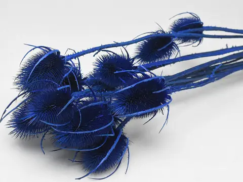 Chardon Bleu 70 cm