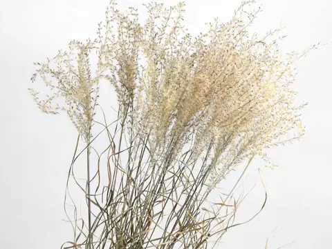 Miscanthus 90 cm · lot de 5