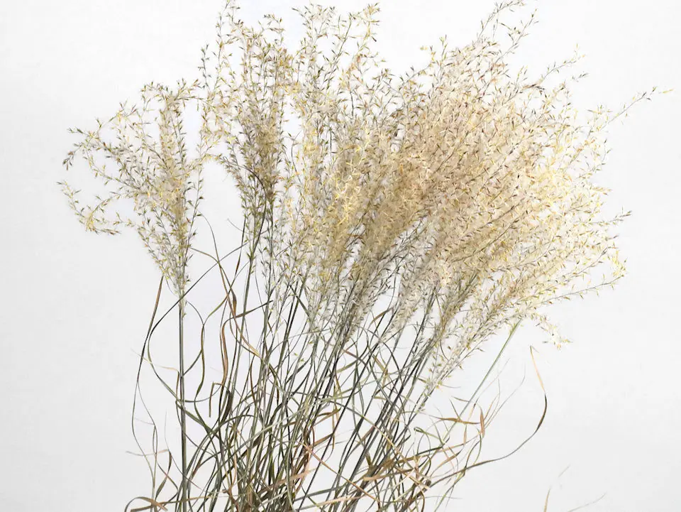 Miscanthus 90 cm · lot de 5