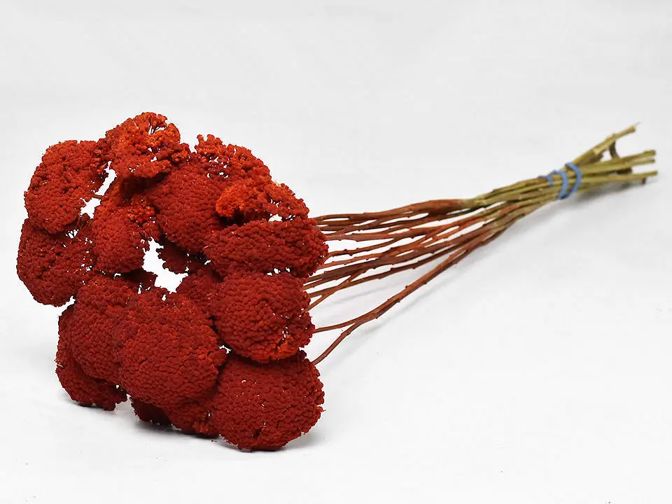 Bouquet Achillea Parker Rouge 70 cm