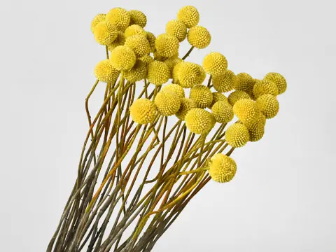 Craspedia jaune, par tige · lot de 10