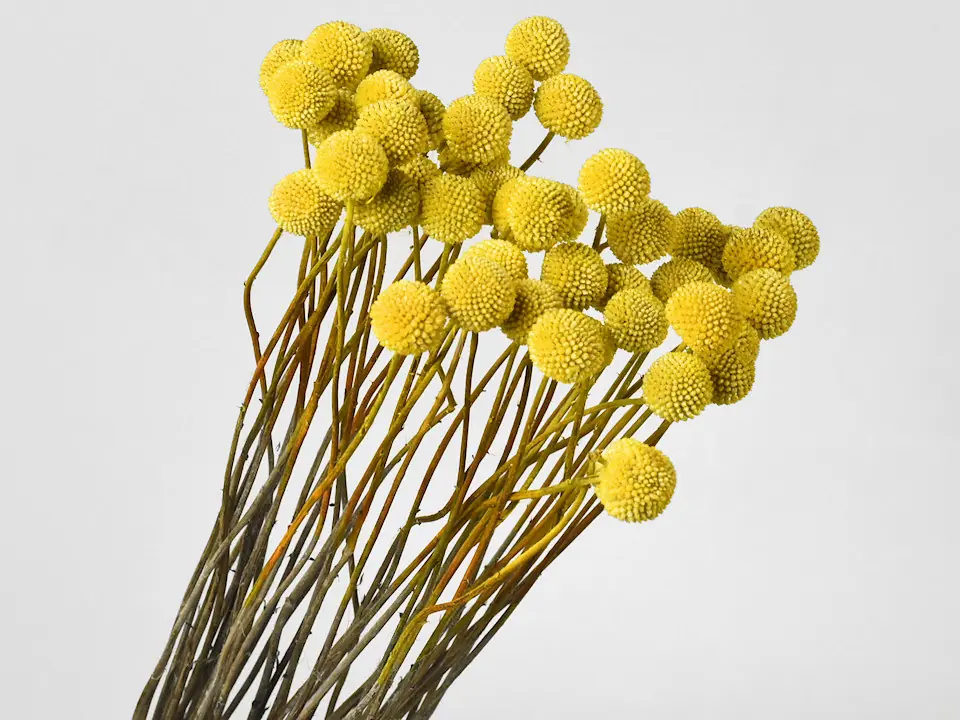 Craspedia jaune, par tige · lot de 10