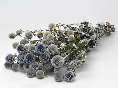 Echinops 70 cm