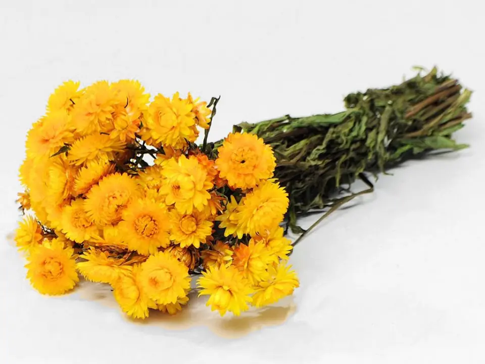 Bouquet Helichrysum Jaune 45 cm