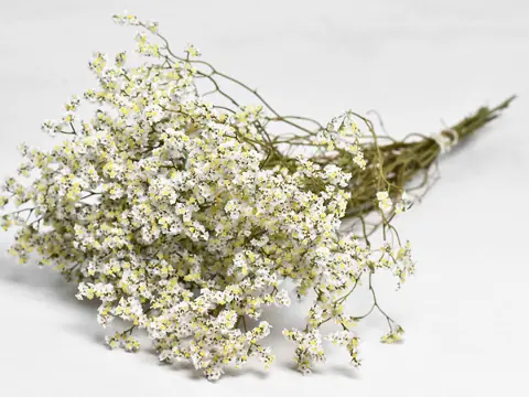 Limonium Blanc 70 cm