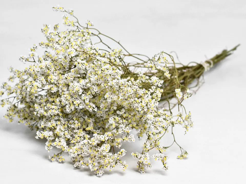 Limonium Blanc 70 cm
