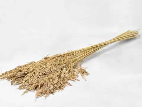 Festuca 200 g 110 cm
