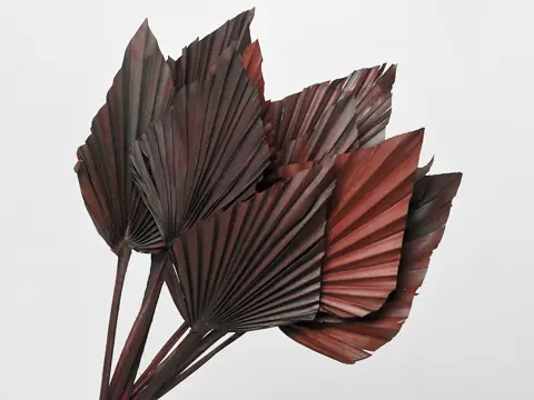 Palme lance Marron 40-55 cm · lot de 10
