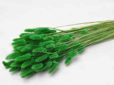 Bouquet Lagurus Vert 65 cm