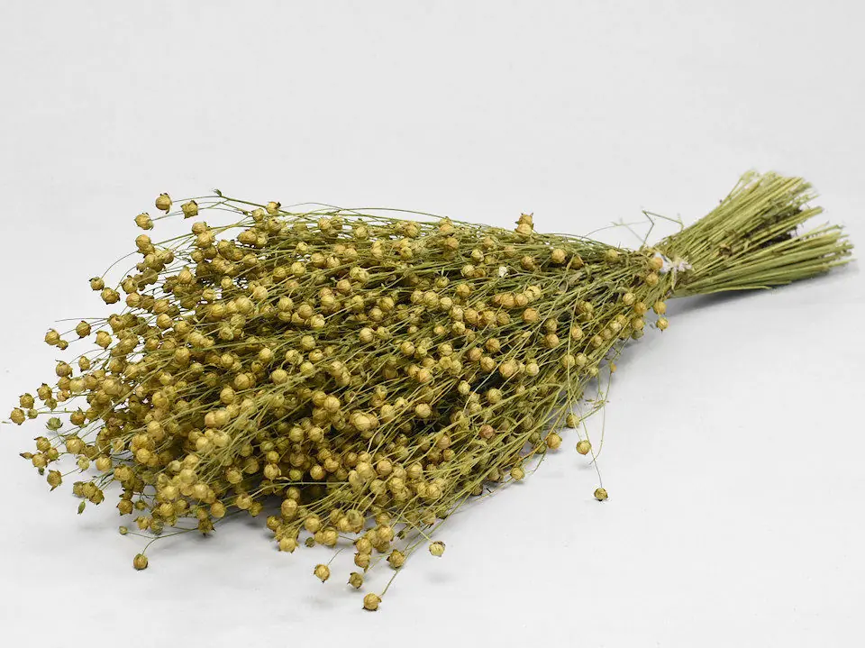 Linum 50 cm