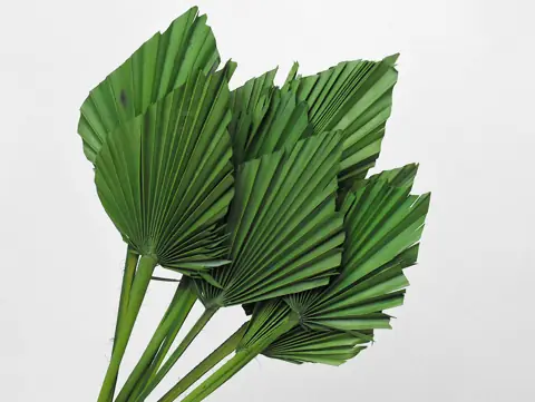 Palme lance Vert 40-55 cm · lot de 10