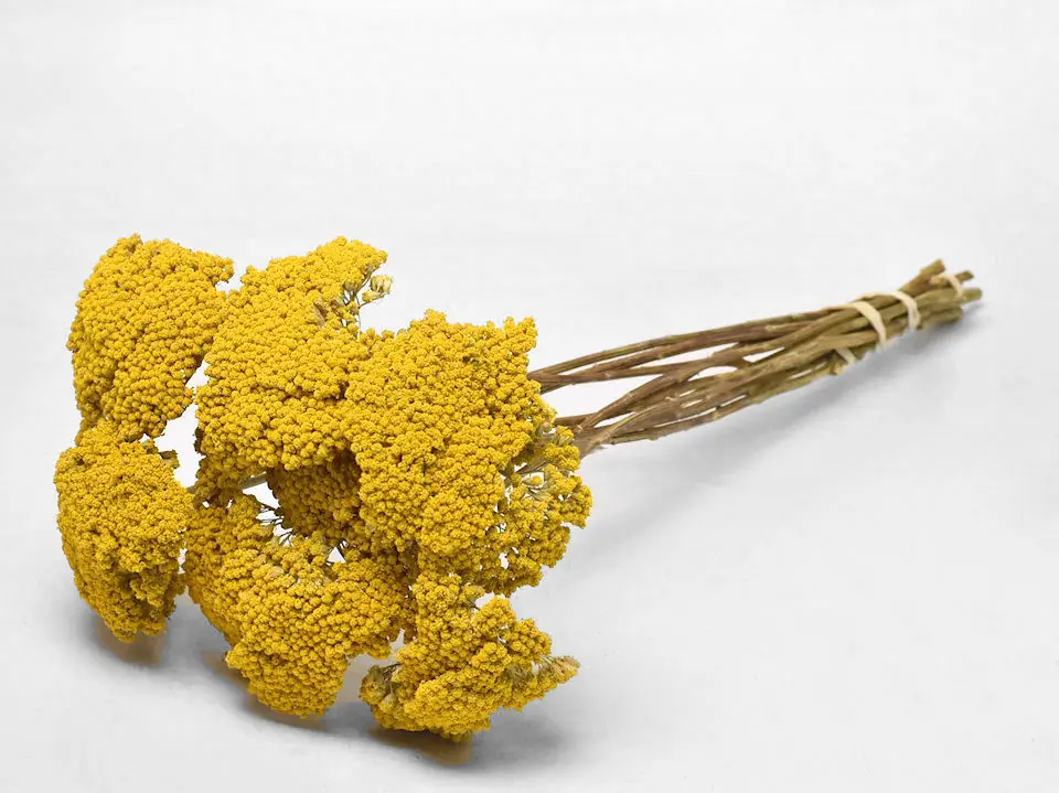 Bouquet Achillea Parker 70 cm
