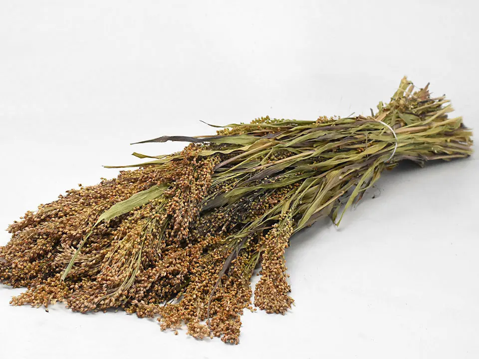 Panicum 70 cm