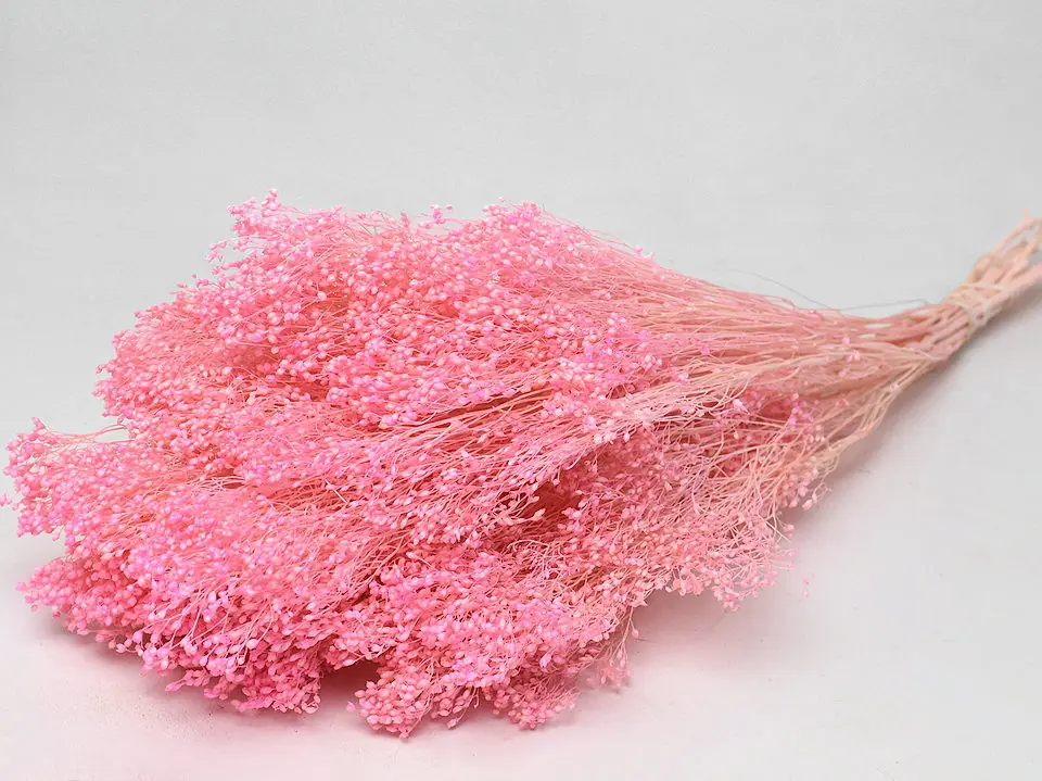 Broom bloom Pastel Rose 50 cm
