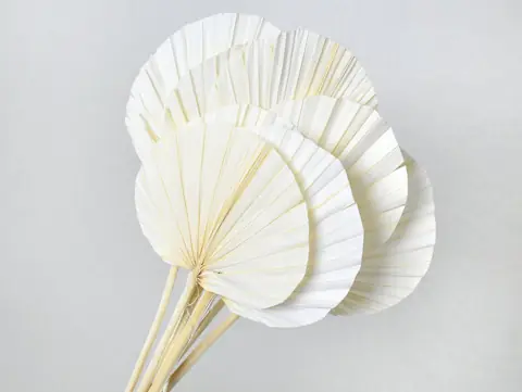 Palme lance ronde Blanchi 40-55 cm · lot de 5