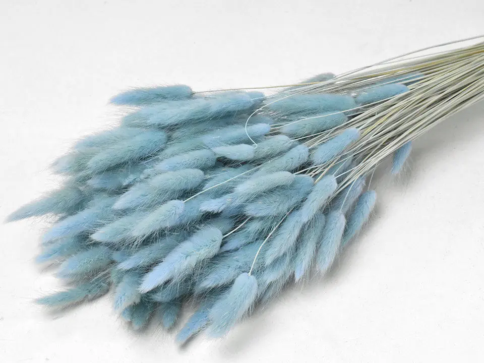 Bouquet Lagurus Bleu Pastel 65 cm