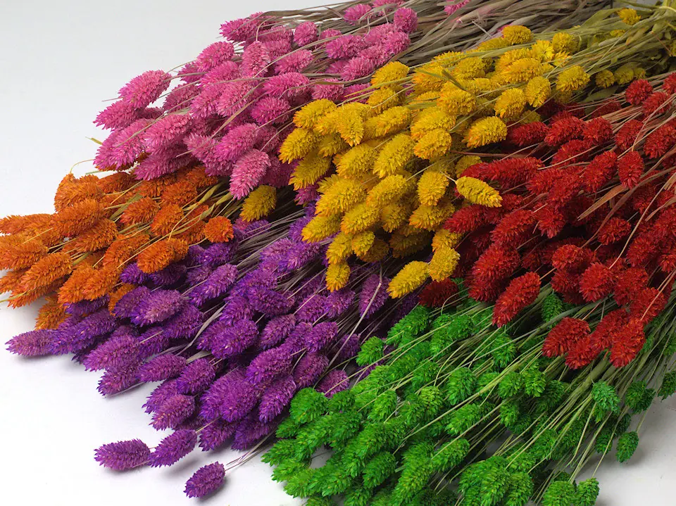 Bouquet Phalaris Assorti 6-pack 70 cm