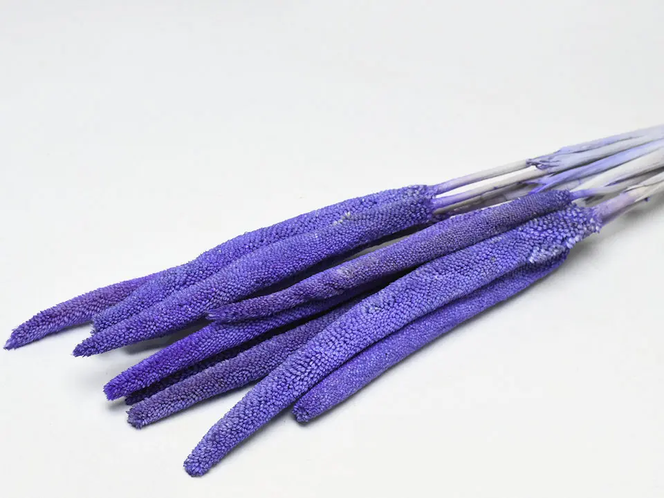 Babala Violet