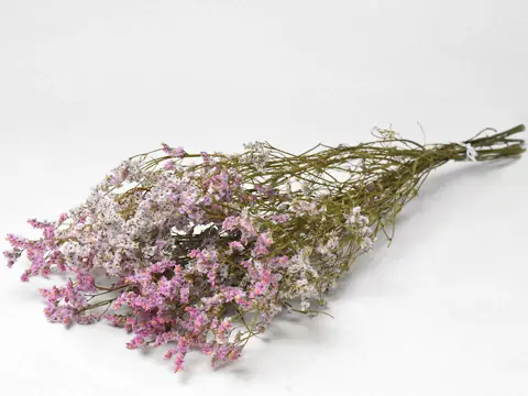 Limonium Rose-Blanc 70 cm