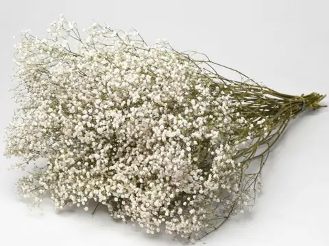 Gypsophile Séché 70 cm (25 tiges)