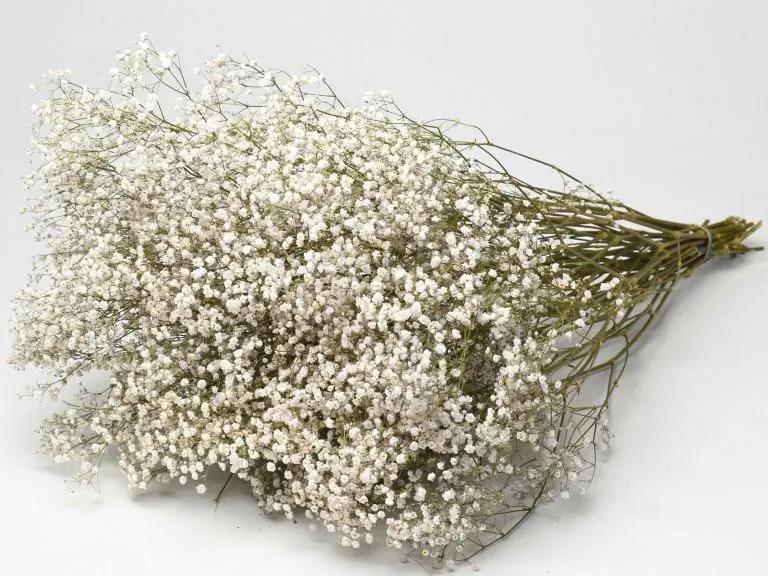 Gypsophile Séché 70 cm (25 tiges)