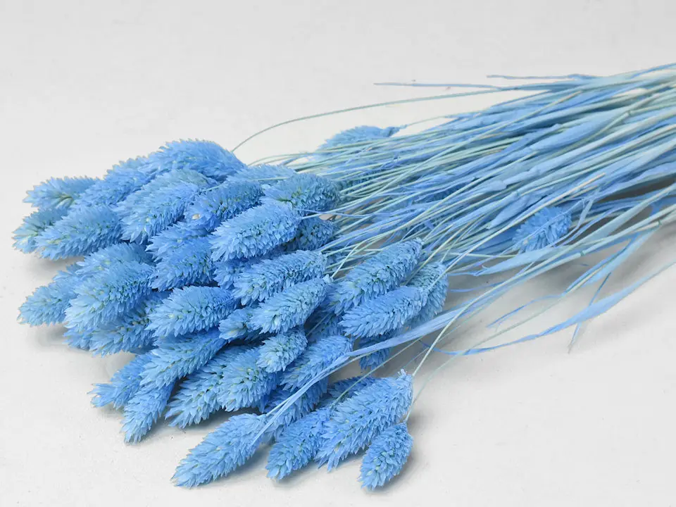 Bouquet Phalaris Bleu Pastel 70 cm