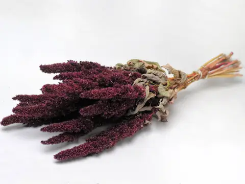 Bouquet Amaranthus Rouge 50 cm