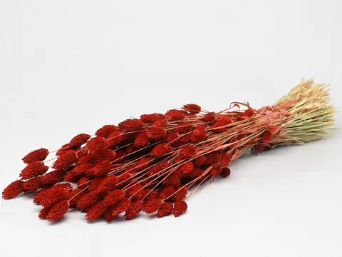 Bouquet Phalaris Rouge 70 cm