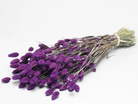 Bouquet Phalaris Violet 70 cm