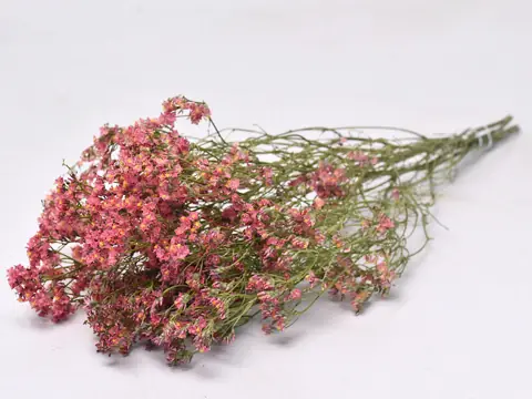 Limonium Rose Corail 70 cm