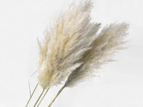 Herbe de la pampa 110 cm