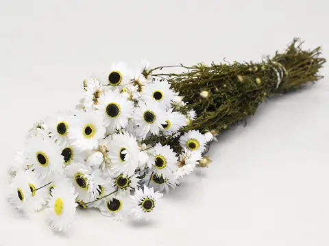 Acroclinium Blanc 60 cm
