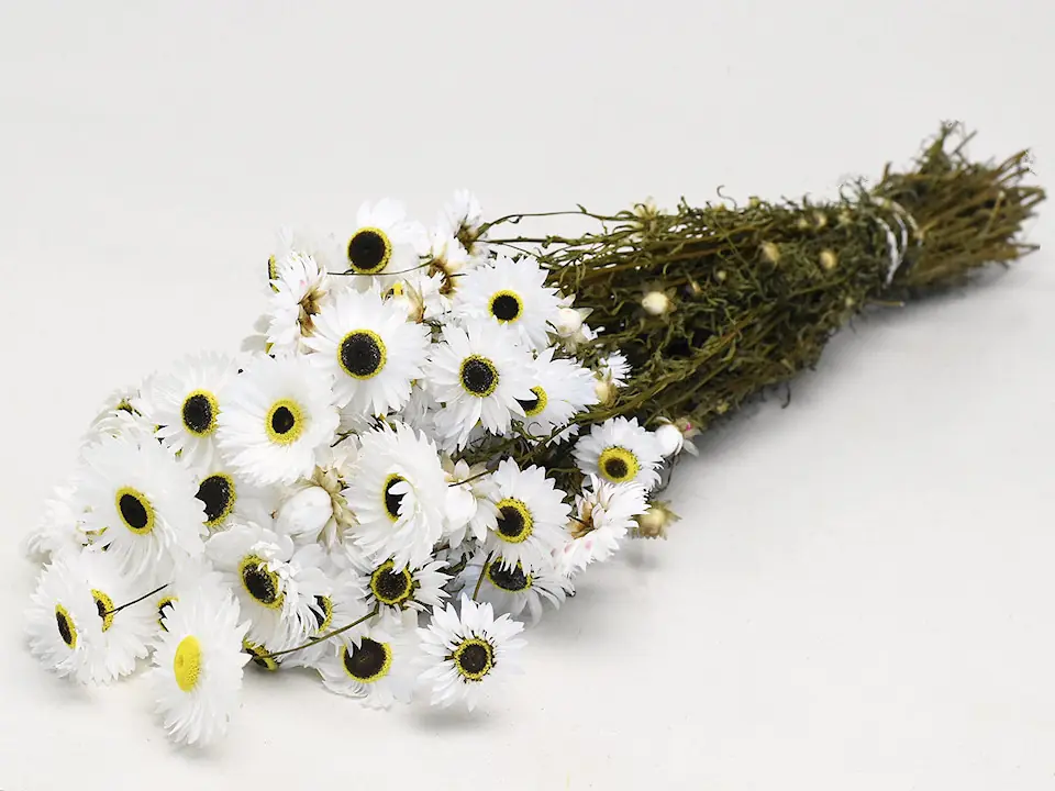 Acroclinium Blanc 60 cm