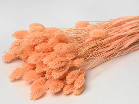 Bouquet Phalaris peche pastel 70 cm