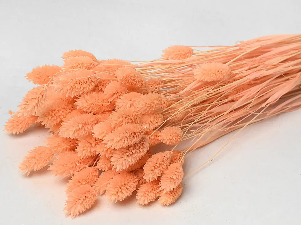 Bouquet Phalaris peche pastel 70 cm