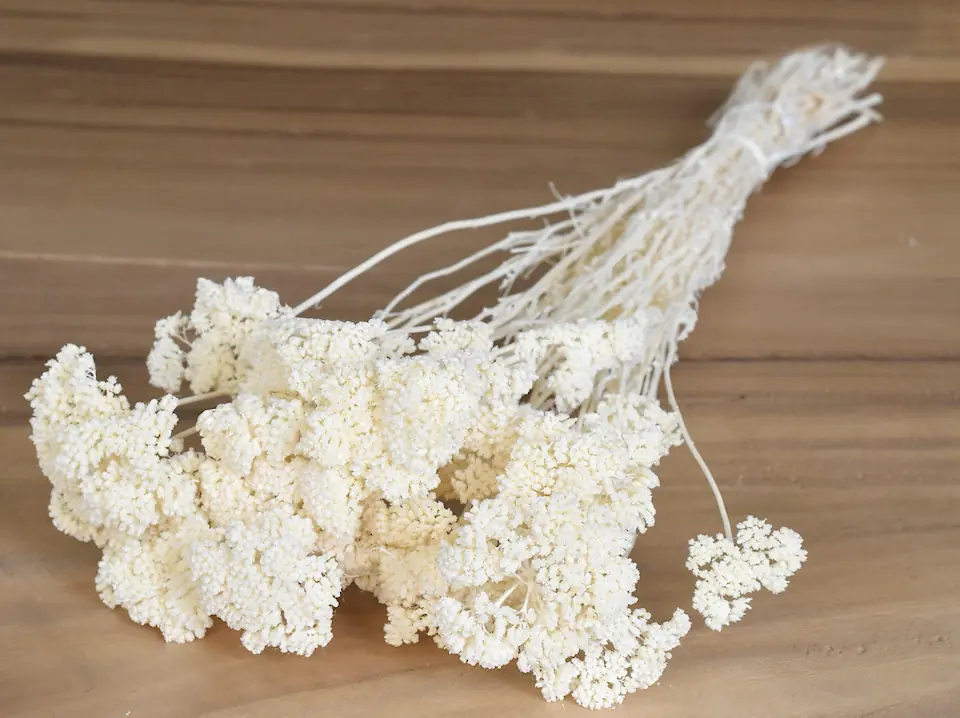 Bouquet Achillea Small Blanchi 70 cm