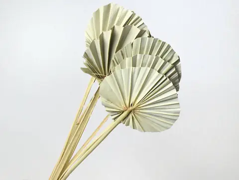 Palme lance ronde 40-55 cm · lot de 10